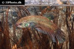 betta smaragdina betta smaragdina