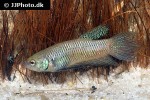 betta smaragdina betta smaragdina