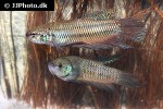 betta smaragdina betta smaragdina