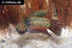 betta smaragdina betta smaragdina