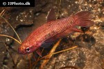betta species api jade betta species api jade