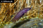 betta species api jade betta species api jade