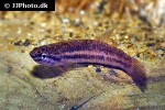 betta species api jade betta species api jade
