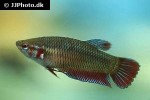 betta splendens betta splendens