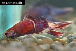 betta splendens betta splendens
