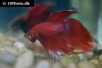 betta splendens betta splendens