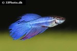 betta splendens betta splendens
