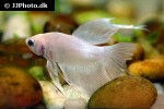 betta splendens betta splendens