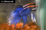 betta splendens betta splendens