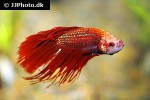 betta splendens betta splendens
