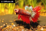 betta splendens betta splendens