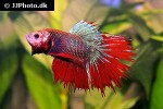 betta splendens betta splendens