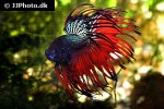 betta splendens betta splendens