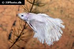 betta splendens betta splendens