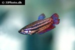 betta splendens betta splendens