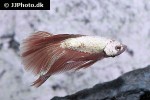betta splendens betta splendens