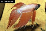 betta splendens betta splendens
