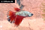 betta splendens betta splendens