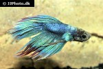 betta splendens betta splendens