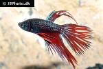 betta splendens betta splendens
