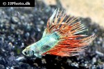 betta splendens betta splendens