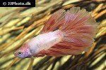 betta splendens betta splendens