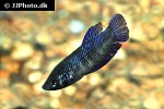 betta splendens betta splendens