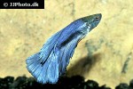 betta splendens betta splendens