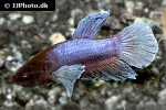 betta splendens betta splendens