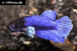 betta splendens betta splendens