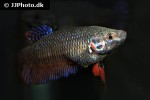 betta splendens betta splendens