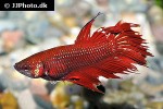 betta splendens betta splendens