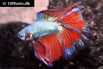 betta splendens betta splendens