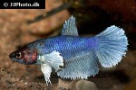 betta splendens betta splendens