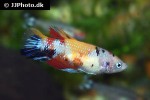 betta splendens betta splendens