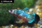 betta splendens betta splendens