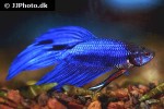 betta splendens betta splendens