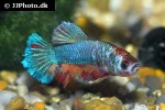 betta splendens betta splendens