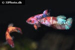 betta splendens betta splendens