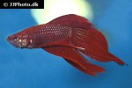 betta splendens betta splendens