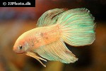 betta splendens betta splendens