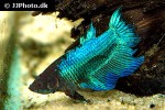 betta splendens betta splendens