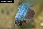 betta splendens betta splendens