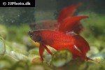 betta splendens betta splendens