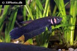 betta strohi betta strohi