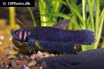 betta strohi betta strohi