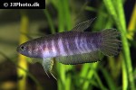 betta strohi betta strohi
