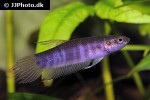 betta strohi betta strohi