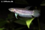 betta strohi betta strohi