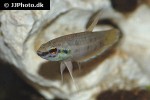 betta taeniata betta taeniata